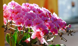 pradės krauti pumpurą po pumpuro net ir žiemą