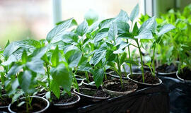 Kodėl per ankstyva paprikų sėja mažina derlių