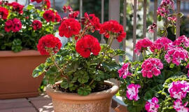 Stebuklingas tirpalas pelargonijoms: vešlūs lapai ir žiedų jūra jūsų namuose