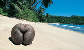 kokia yra didžiausia sėkla planetoje?