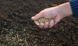 Išbarstykite tai anksti pavasarį ir rudenį džiaugsitės gausiu daržovių derliumi
