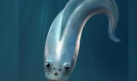 Mokslininkai papasakojo apie žuvies, gyvenusios daugiau nei 500 mln. metų atgal, liekanas