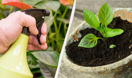 Kam patyrę sodininkai purškia daigus pienu