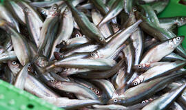 Stintos, turgus, prekyba