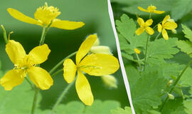 Ugniažolė darže – ne tik piktžolė: kaip atpažinti dirvos problemas ir jas spręsti?