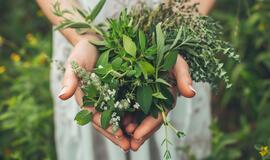 Vaistinės žolelės