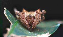 Madagaskaro voras mezga 25 metrų tinklą