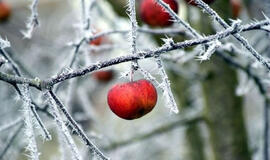 Šaltis kenkia vaismedžiams ir sodams: ką galima padaryti?