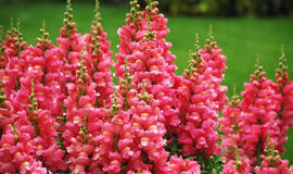 6 augalų rūšys, kurias būtina pasėti vasarį gausiam pavasario derliui