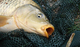 2026 metų kovo mėnesio mėnulio kalendorius žvejams