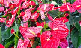 įdėkite tai į vandenį – ir raudonos „burės“ kils viena po kitos be sustojimo