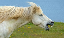Arklio žvengimo paslaptis