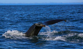 Vandenyno vaiduoklis