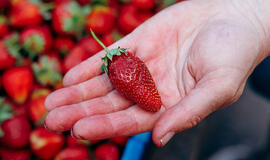 Braškės kovo mėnesį laukia tik šito