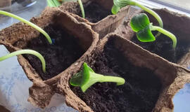 liaudiškas antpilas privers daigus augti kaip ant mielių