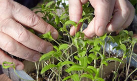 Namų gamybos trąšos gausiam derliui