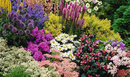 Įspūdingi daugiamečiai augalai, žydintys visą sezoną