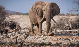 7 rūšys, kurių elgesys po mirties primena žmogaus emocijas ir liūdesį