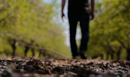 Vaikščiojimas parke