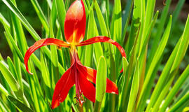 Gašioklė – actekų lelija: kaip užauginti egzotišką gražuolę savo sode