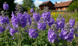 Sužaliuos ir sužydės net ant akmenų