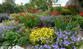 ką sėti jau dabar, kad birželį gėlynas priverstų aikčioti visus