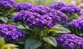 kaip sukurti kvapnią oazę, kol kiti kovoja su daigais