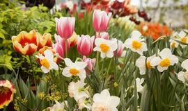 Pavasariniai gėlynai be didelio vargo