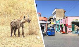 Etiopijoje plėšrūnai klajoja gatvėmis