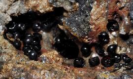 Radiniai juros gelmėse