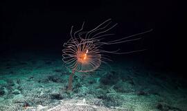 Kadras iš filmo „Iš gelmių“