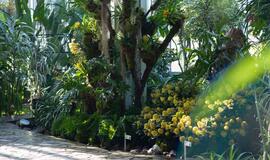 Kretingos žiemos sodas