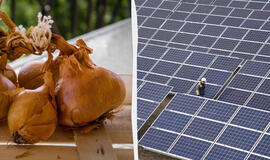 Svogūnų lukštai gali apsaugoti saulės paneles