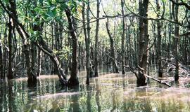 Mangrovių miškų atkūrimas