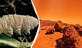 Marsas ir lėtapėdžiai