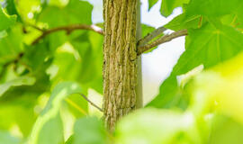 10 medžių, kurių niekada negalima sodinti kieme šalia įvažiavimo takų