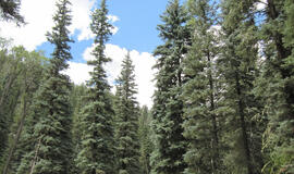 6 greitai augantys medžiai, kurių jokiu būdu nevertėtų sodinti savo kieme