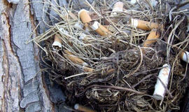 Kodėl paukščiai į lizdus tempia cigarečių nuorūkas