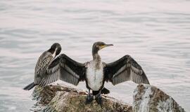 Paukščių sugrįžtuvės