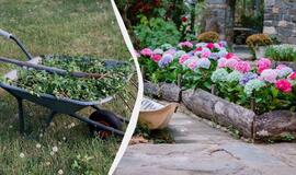 Kasmet kovojau su piktžolėmis, kol nepasodinau šių gėlių – dabar jos visai nebeauga