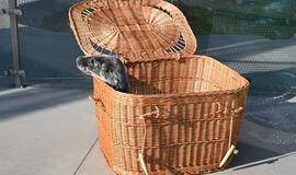 Ruoniukas, Lietuvos jūrų muziejus