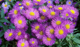 daugiametis augalas be rūpesčių, o gėlynas kaip iš paveikslėlio