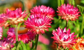 augalas, kuris žydi iki šalnų ir nereikalauja nei laistymo, nei genėjimo