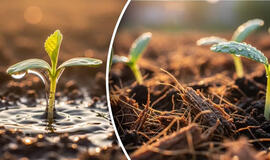 Kodėl negalima sėti sodinukų į daržo žemę