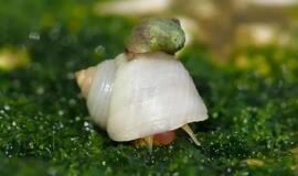 JK sodus užplūs tūkstančiai sraigių ir šliužų