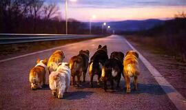 Šunys rado kelią namo