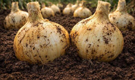 Žalieji svogūnų lapai nebepagelsta