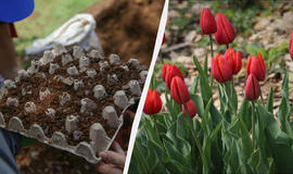 Kaip sodinti tulpes į kiaušinių dėklus