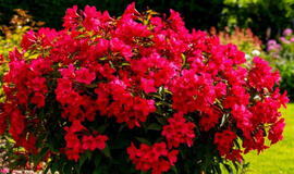 įspūdingas daugiametis visą sezoną puošia sodą ryškiais raudonais žiedais