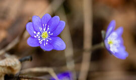 savaitės viduryje sausus orus keis lietus